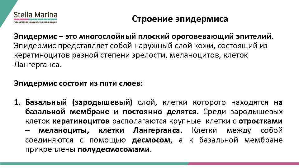 Строение эпидермиса Эпидермис – это многослойный плоский ороговевающий эпителий. Эпидермис представляет собой наружный слой