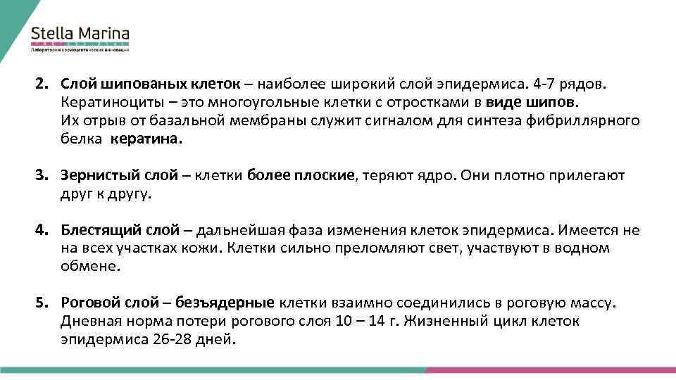 2. Слой шипованых клеток – наиболее широкий слой эпидермиса. 4 -7 рядов. Кератиноциты –