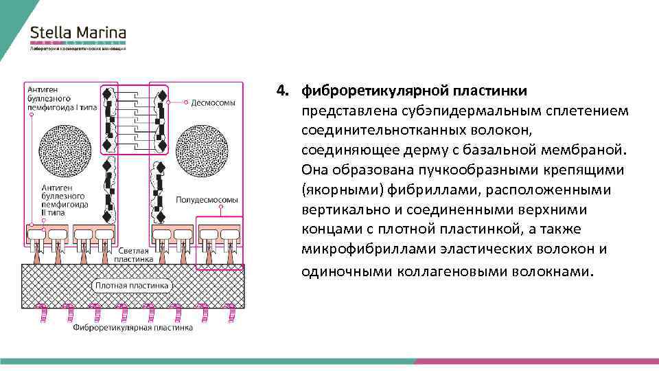 4. фиброретикулярной пластинки представлена субэпидермальным сплетением соединительнотканных волокон, соединяющее дерму с базальной мембраной. Она