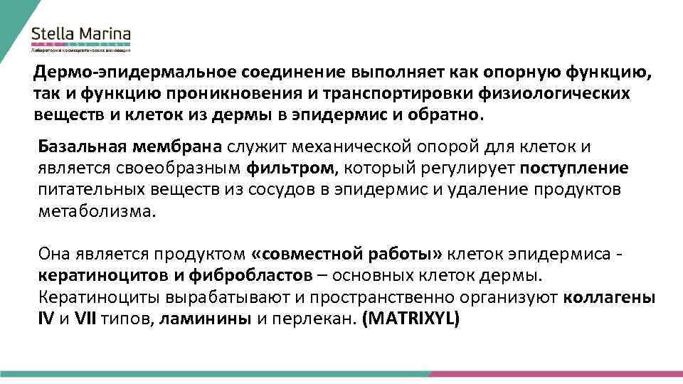 Дермо-эпидермальное соединение выполняет как опорную функцию, так и функцию проникновения и транспортировки физиологических веществ