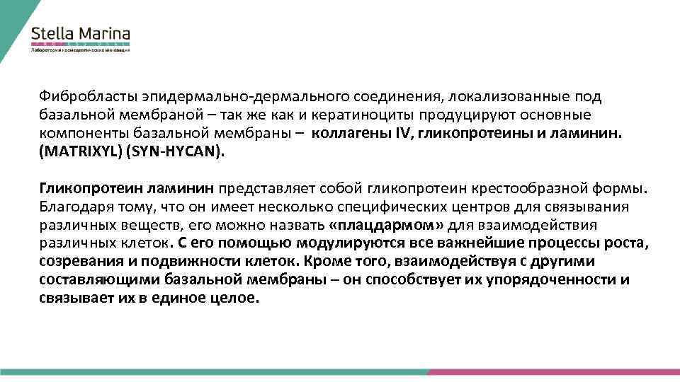 Фибробласты эпидермально-дермального соединения, локализованные под базальной мембраной – так же как и кератиноциты продуцируют