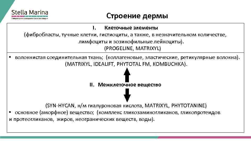 Строение дермы I. Клеточные элементы (фибробласты, тучные клетки, гистиоциты, а также, в незначительном количестве,