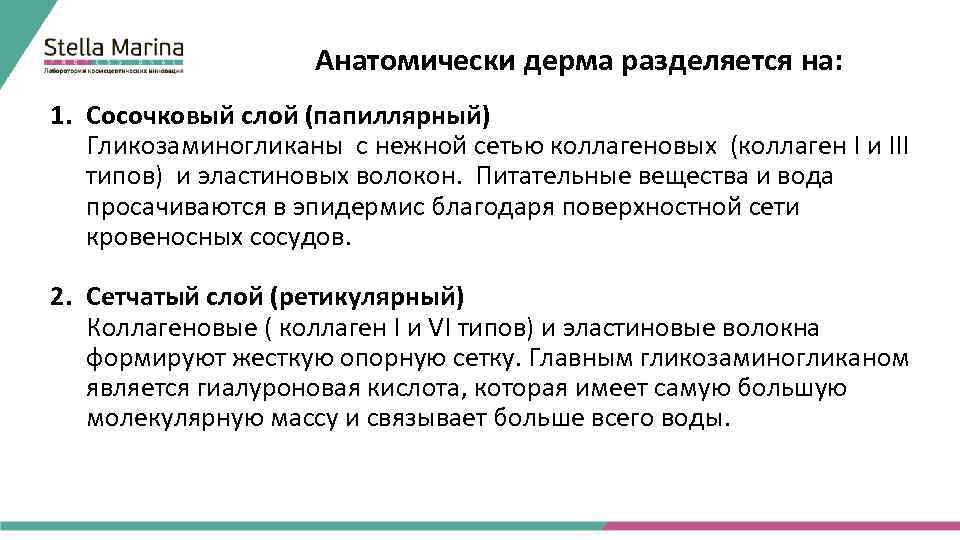 Анатомически дерма разделяется на: 1. Сосочковый слой (папиллярный) Гликозаминогликаны с нежной сетью коллагеновых (коллаген