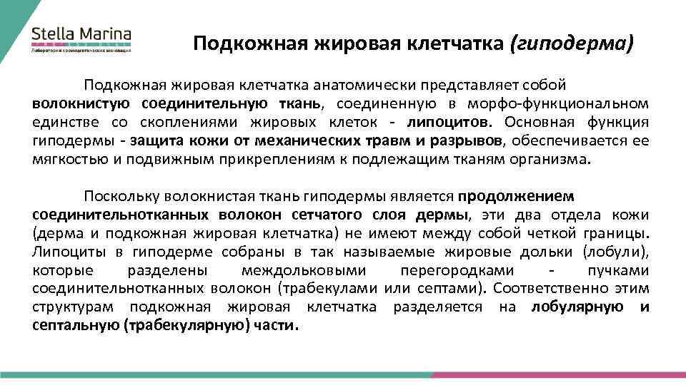 Подкожная жировая клетчатка (гиподерма) Подкожная жировая клетчатка анатомически представляет собой волокнистую соединительную ткань, соединенную