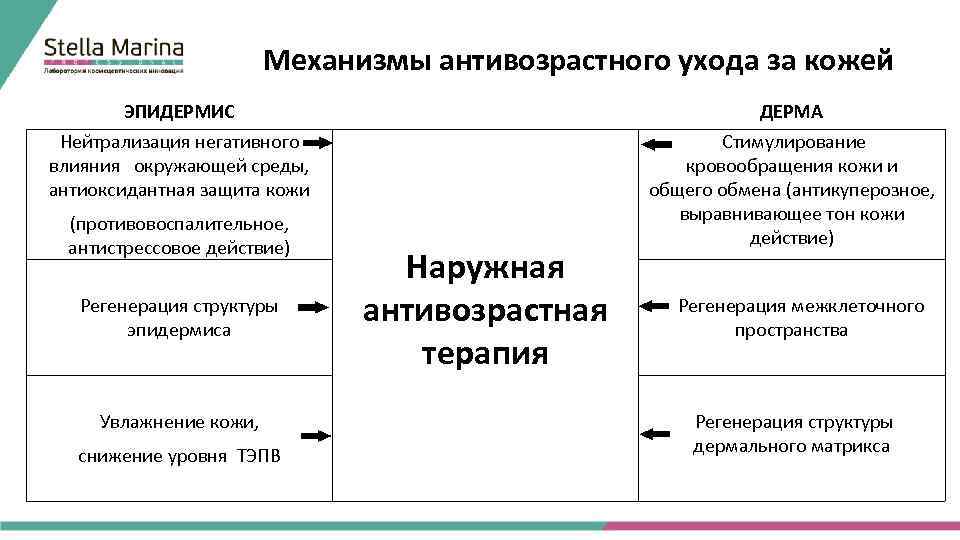 Механизмы антивозрастного ухода за кожей ЭПИДЕРМИС ДЕРМА Нейтрализация негативного Стимулирование влияния окружающей среды, кровообращения