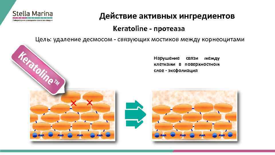 Действие активных ингредиентов Keratoline - протеаза Цель: удаление десмосом - связующих мостиков между корнеоцитами