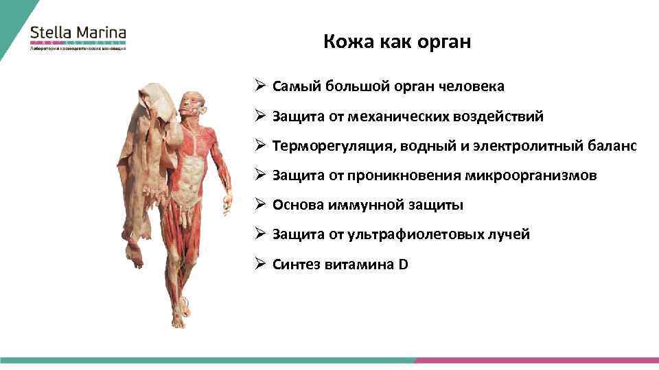 Кожа как орган Ø Самый большой орган человека Ø Защита от механических воздействий Ø