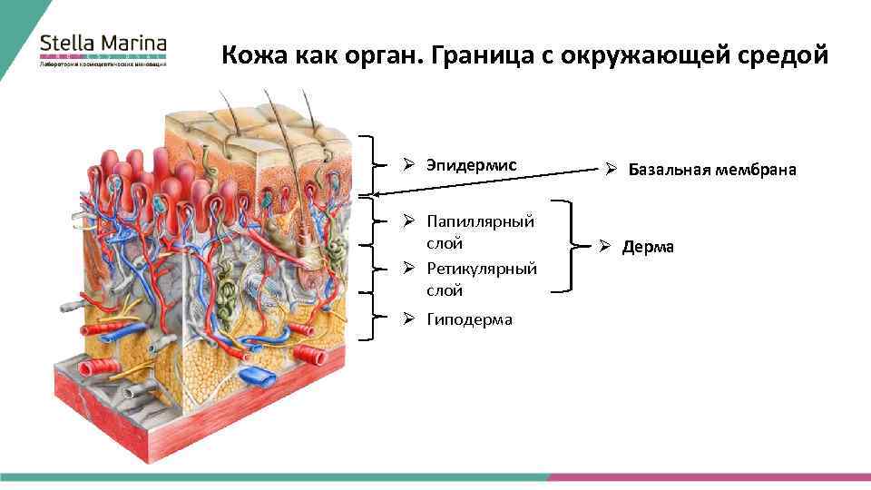 Кожа как орган. Граница с окружающей средой Ø Эпидермис Ø Папиллярный слой Ø Ретикулярный