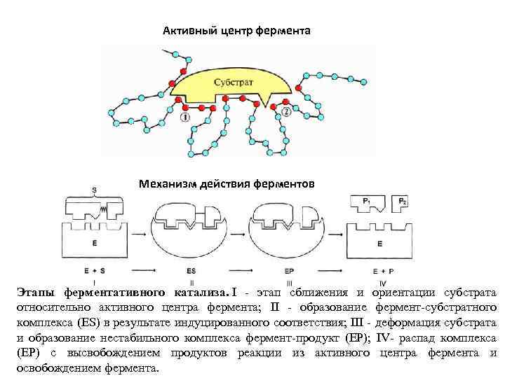 Активный центр фермента Механизм действия ферментов Этапы ферментативного катализа. I - этап сближения и