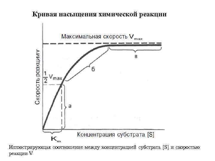 Кривая насыщения химической реакции Иллюстрирующая соотношение между концентрацией субстрата [S] и скоростью реакции V