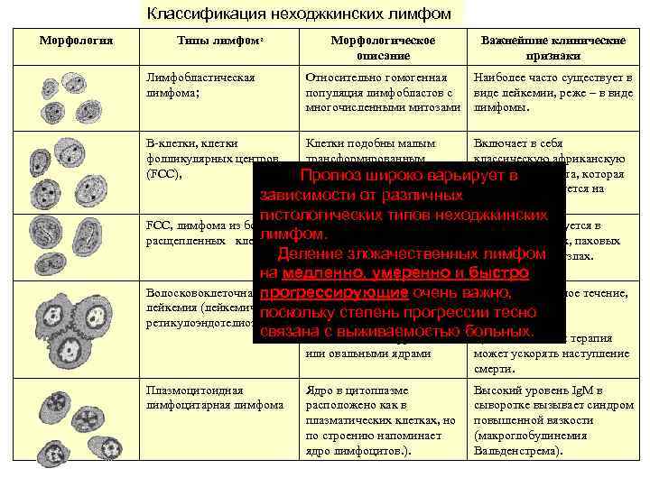 Классификация неходжкинских лимфом Морфология Типы лимфом 2 Важнейшие клинические признаки Относительно гомогенная популяция лимфобластов