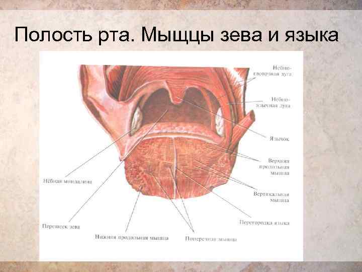 Зев. Зев полости рта анатомия. Зев ротовой полости строение. Полость рта строение зев.