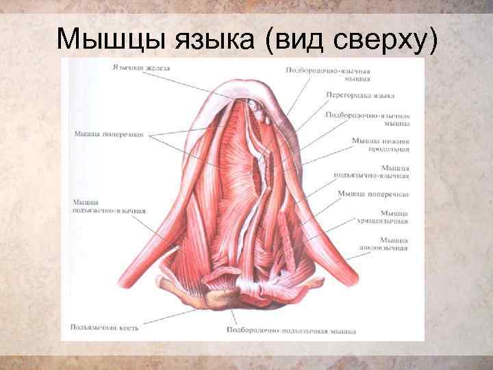 Мышцы языка. Строение языка снизу у человека анатомия. Верхняя продольная мышца языка. Собственные мышцы языка.