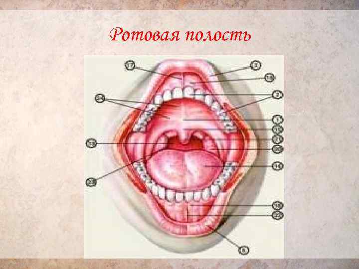 Альвеола ротовая полость