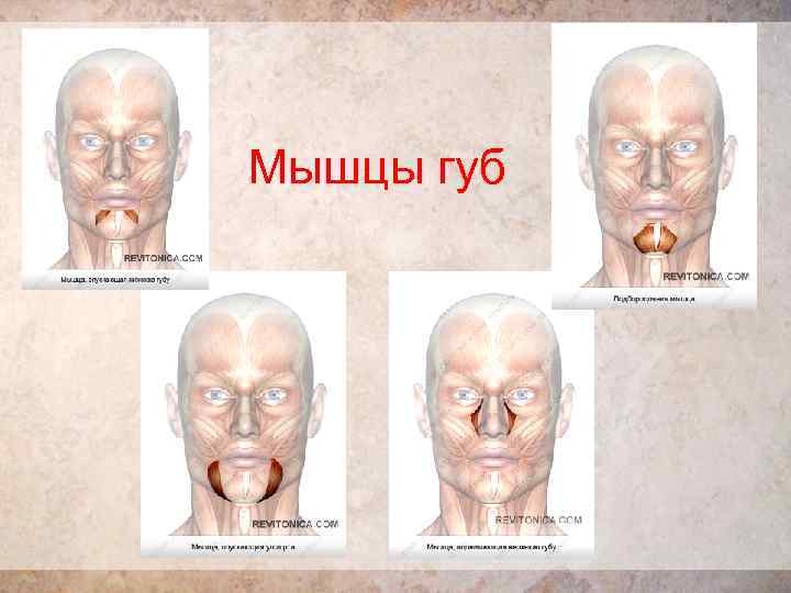 Строение губ человека анатомия рисунок с подписями