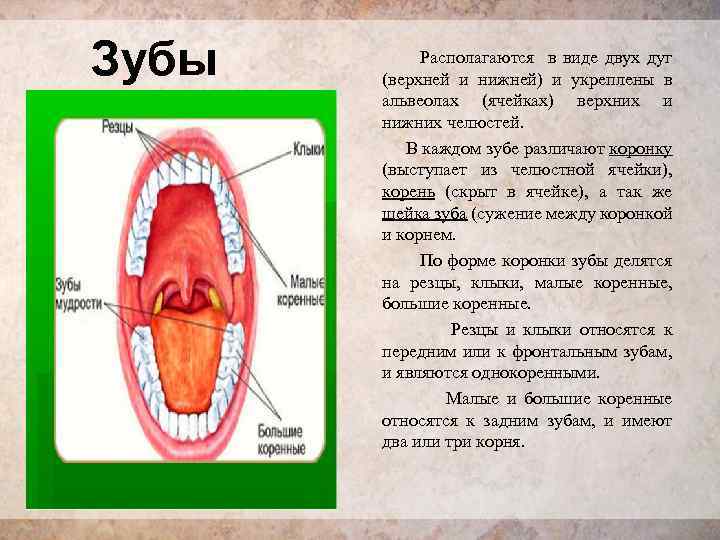 Связь зубов с органами