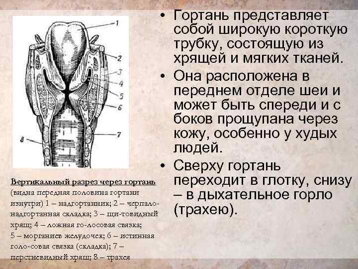 Под каким номером на рисунке изображен орган представляющий собой трубку с хрящевыми полукольцами