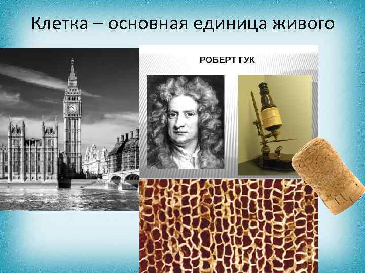Клетка – основная единица живого 