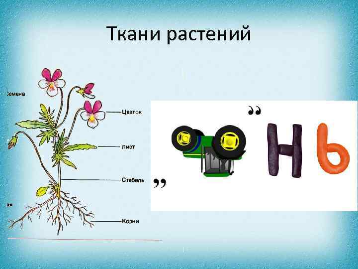 Ткани растений 