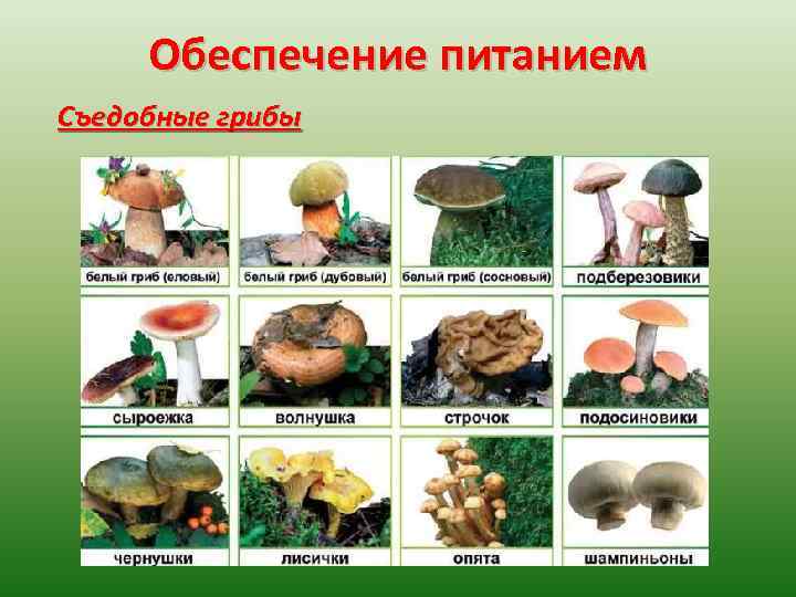 Обеспечение питанием Съедобные грибы 
