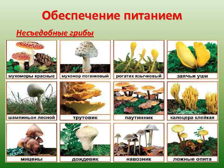Обеспечение питанием Несъедобные грибы 