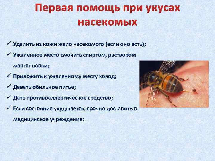 Первая помощь при укусах насекомых ü Удалить из кожи жало насекомого (если оно есть);