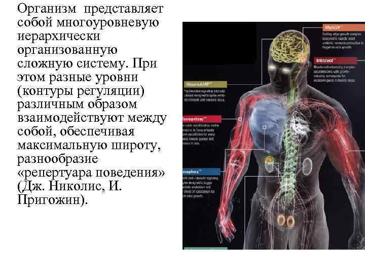 Организм представляет собой многоуровневую иерархически организованную сложную систему. При этом разные уровни (контуры регуляции)