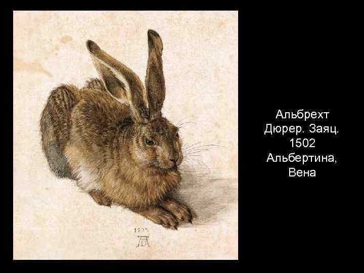 Альбрехт Дюрер. Заяц. 1502 Альбертина, Вена 