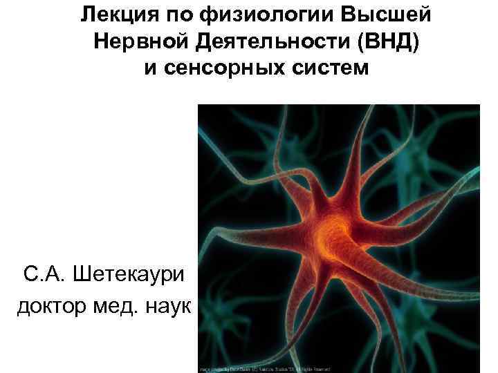 Лекция по физиологии Высшей Нервной Деятельности (ВНД) и сенсорных систем С. А. Шетекаури доктор