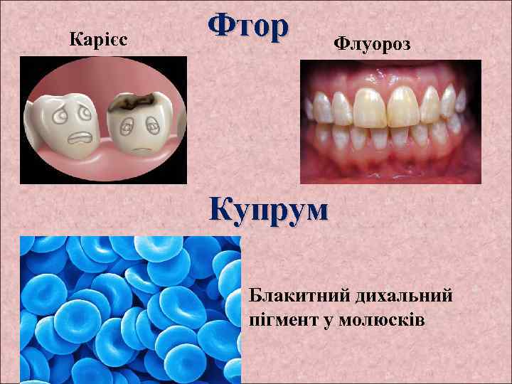 Карієс Фтор Флуороз Купрум Блакитний дихальний пігмент у молюсків 