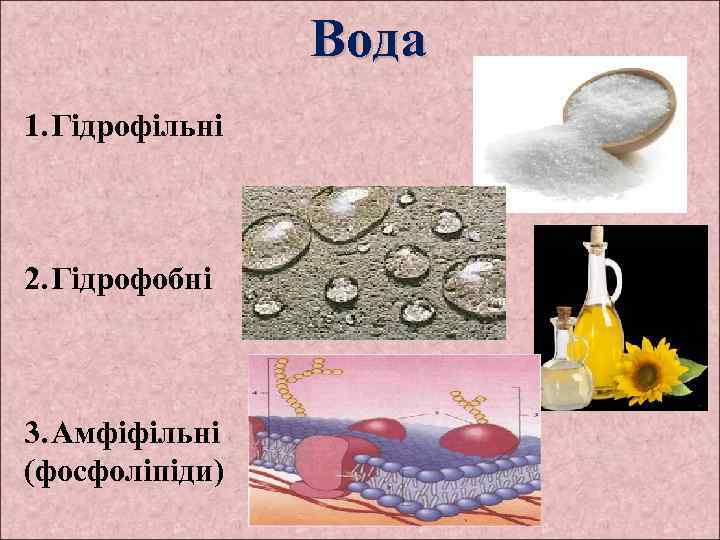 Вода 1. Гідрофільні 2. Гідрофобні 3. Амфіфільні (фосфоліпіди) 