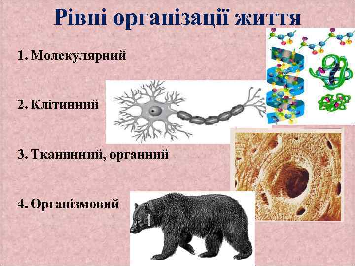 Рівні організації життя 1. Молекулярний 2. Клітинний 3. Тканинний, органний 4. Організмовий 