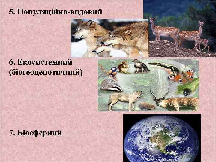5. Популяційно-видовий 6. Екосистемний (біогеоценотичний) 7. Біосферний 