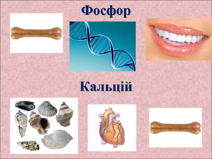 Фосфор Кальцій 