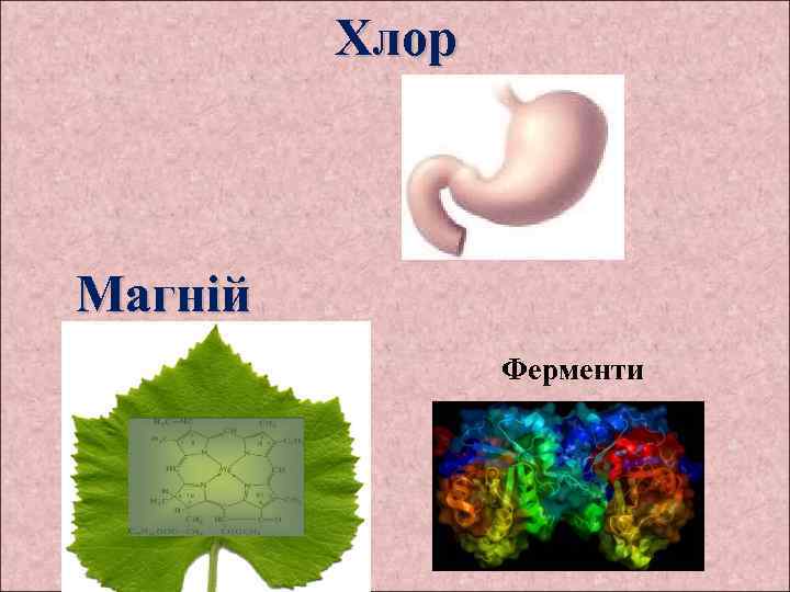 Хлор Магній Ферменти 