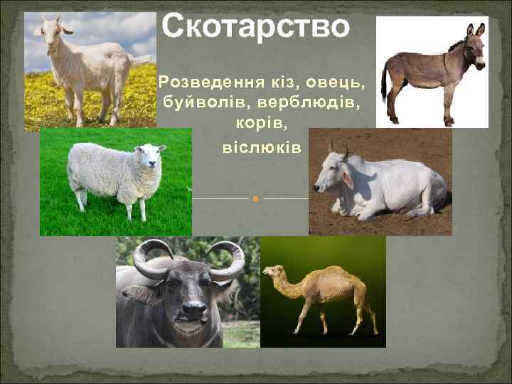 Скотарство Розведення кіз, овець, буйволів, верблюдів, корів, віслюків 