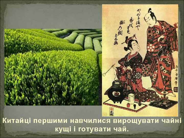 Китайці першими навчилися вирощувати чайні кущі і готувати чай. 