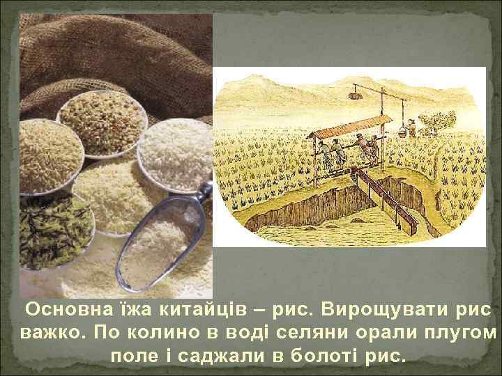 Основна їжа китайців – рис. Вирощувати рис важко. По колино в воді селяни орали