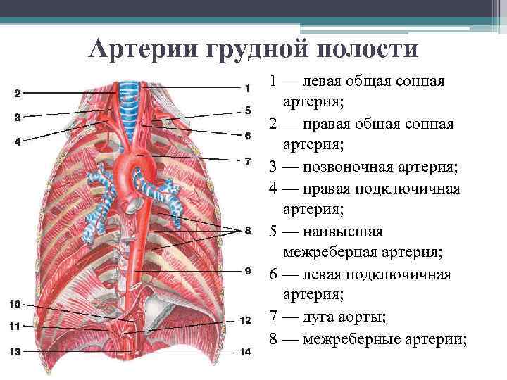 Артерии грудной полости 1 — левая общая сонная артерия; 2 — правая общая сонная