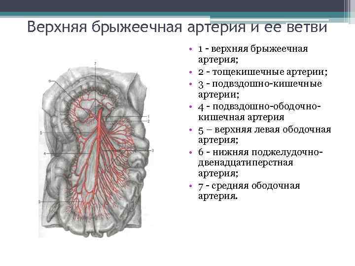 Верхняя брыжеечная артерия и ее ветви • 1 верхняя брыжеечная артерия; • 2 тощекишечные