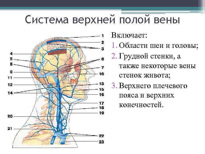 Система верхней полой вены Включает: 1. Области шеи и головы; 2. Грудной стенки, а
