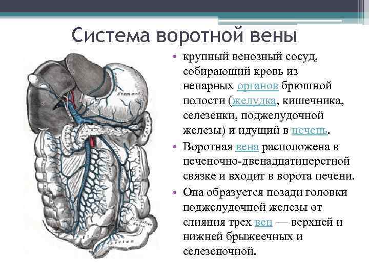 Система воротной вены • крупный венозный сосуд, собирающий кровь из непарных органов брюшной полости