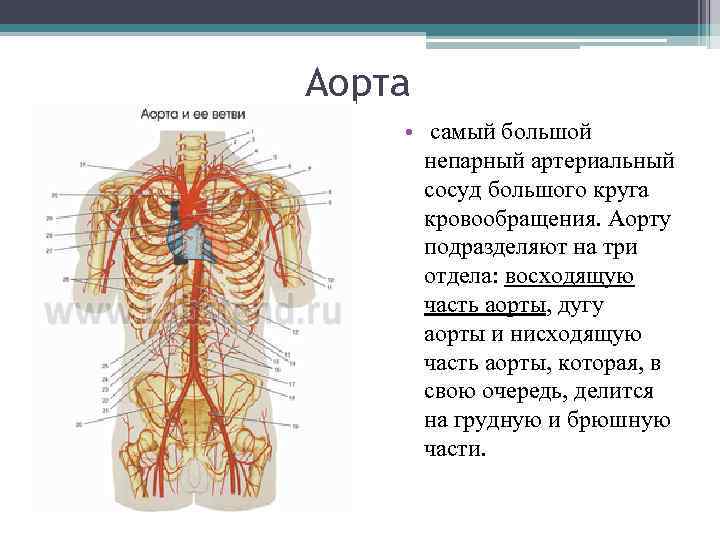 Аорта • самый большой непарный артериальный сосуд большого круга кровообращения. Аорту подразделяют на три