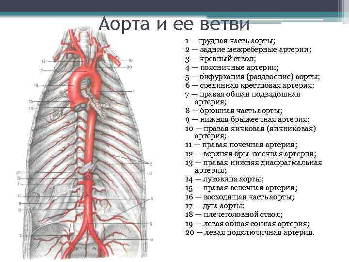 Аорта и ее ветви 1 — грудная часть аорты; 2 — задние межреберные артерии;