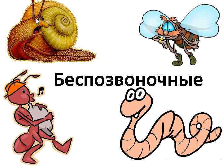 Беспозвоночные 