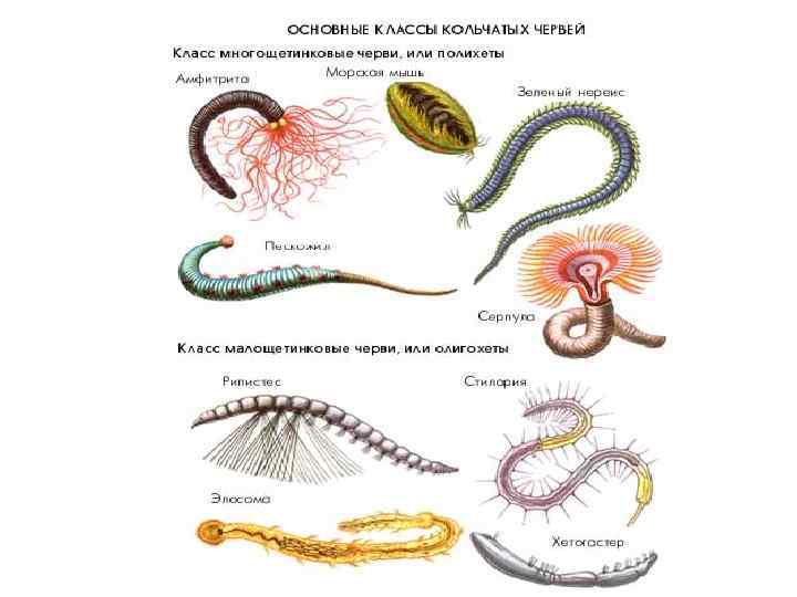 Круглые черви тип беспозвоночных. Беспозвоночные животные кольчатые черви. Личинка кольчатых червей. Плоские ,круглые черви,Малощетинковые.
