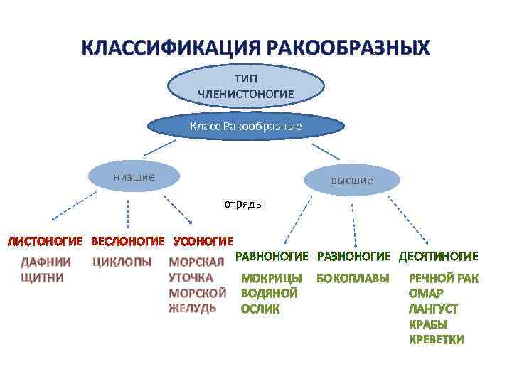 КЛАССИФИКАЦИЯ РАКООБРАЗНЫХ ТИП ЧЛЕНИСТОНОГИЕ Класс Ракообразные низшие высшие отряды ЛИСТОНОГИЕ ВЕСЛОНОГИЕ УСОНОГИЕ ДАФНИИ ЦИКЛОПЫ