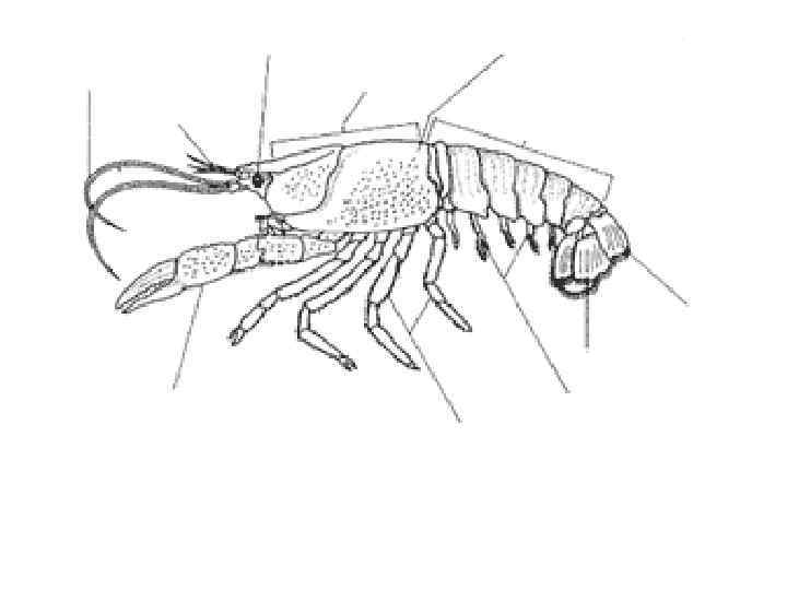 Рисунок ракообразных с подписанными частями тела
