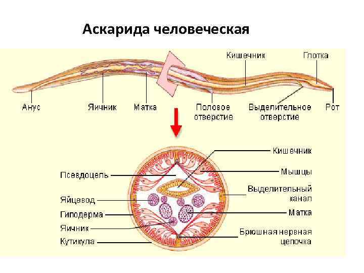 Аскарида человеческая 