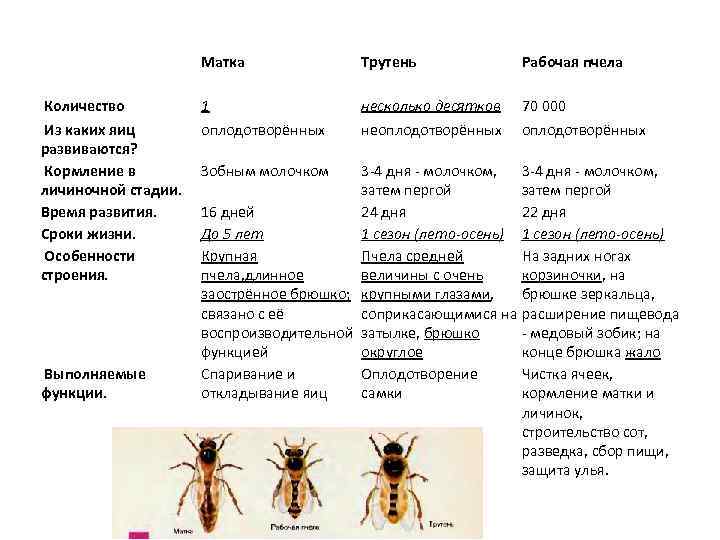 Матка Количество Из каких яиц развиваются? Кормление в личиночной стадии. Время развития. Сроки жизни.